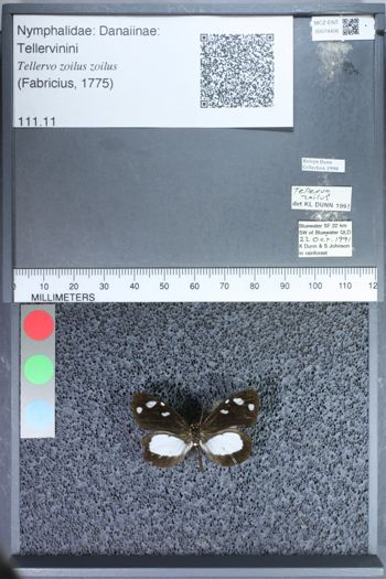 Media type: image;   Entomology 74406